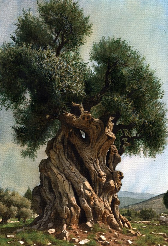 Olive Tree XII