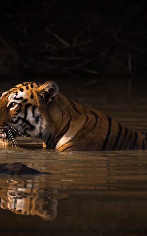 Bath Time by Nick Dale