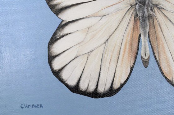 White Butterfly - Framed Oil Painting