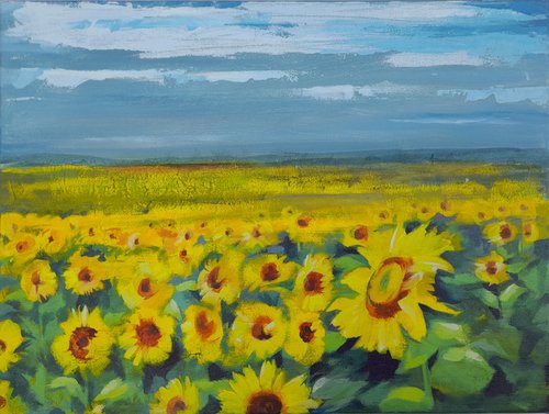 Field of sunflowers by Anjana Cawdell