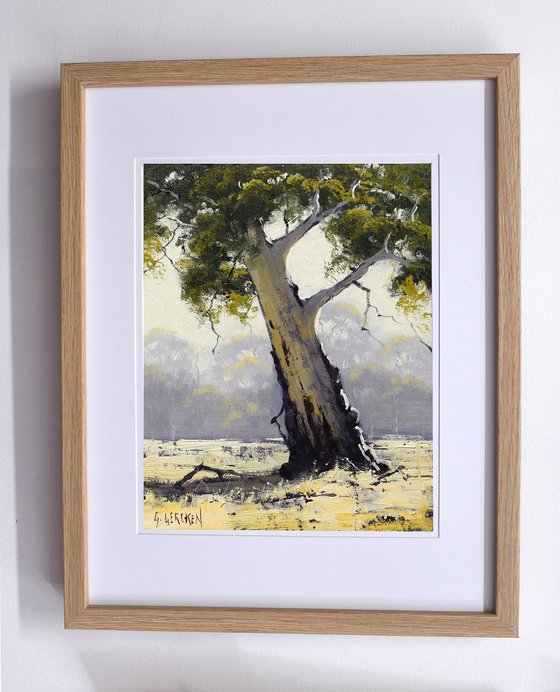 Australian Eucalyptus tree
