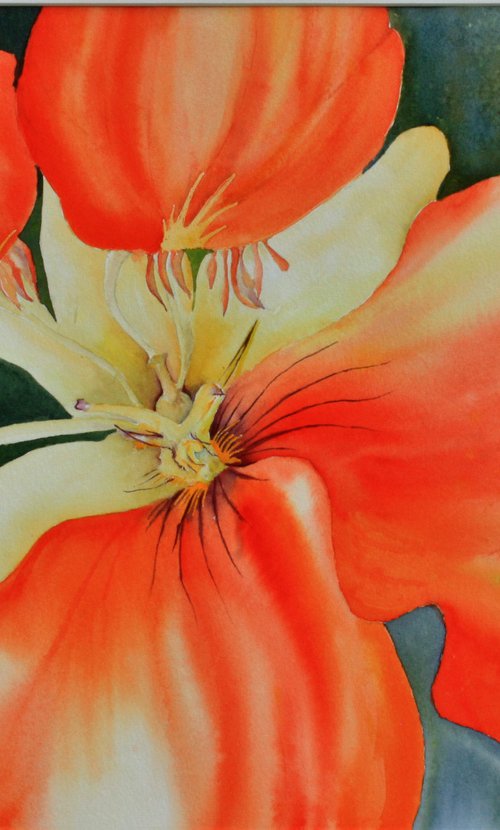 Nasturtium by Carol Staines