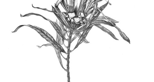 Artwork by Nataliia Kupchyk