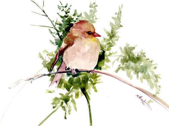 American Goldfinch