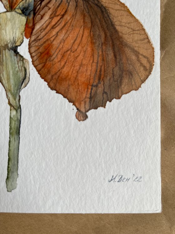 Brown Yellow Orange Iris