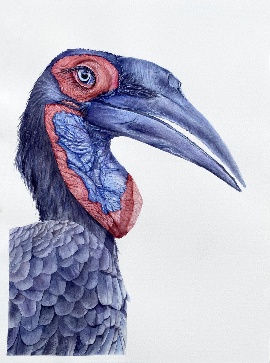Photorealistic Animal Watercolour By Tetiana Savchenko, 11 X 15", Ground Hornbill, Bird Portrait, Original Artwork