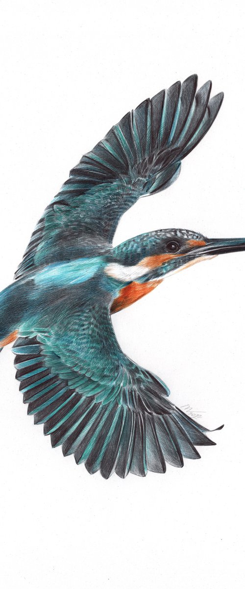 River Kingfisher - Bird Portrait by Daria Maier