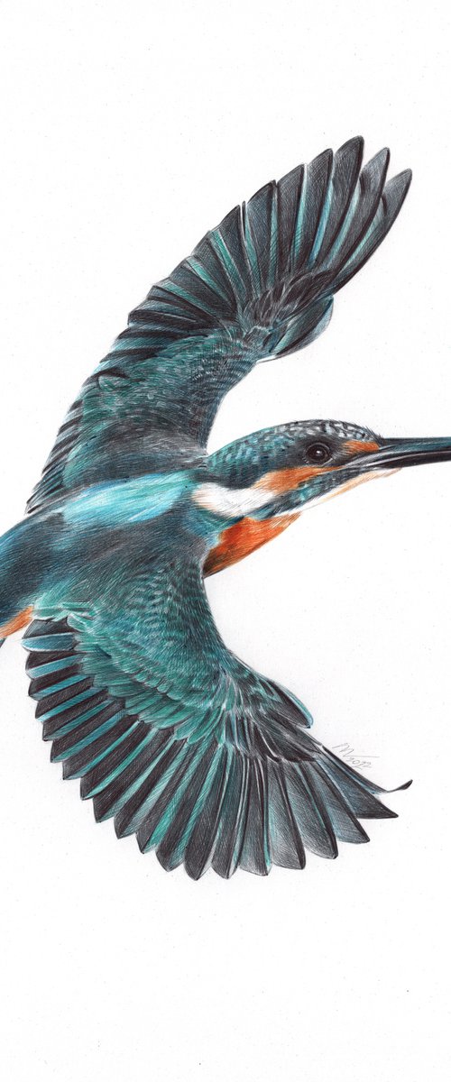 River Kingfisher by Daria Maier