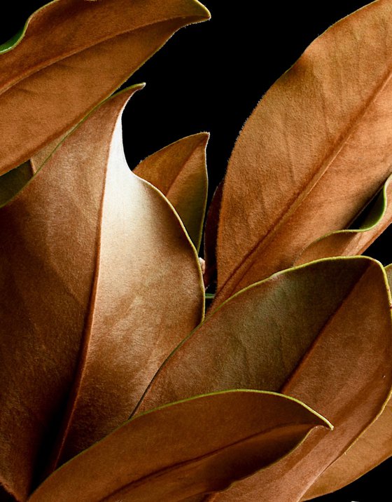 Magnolia Leaves