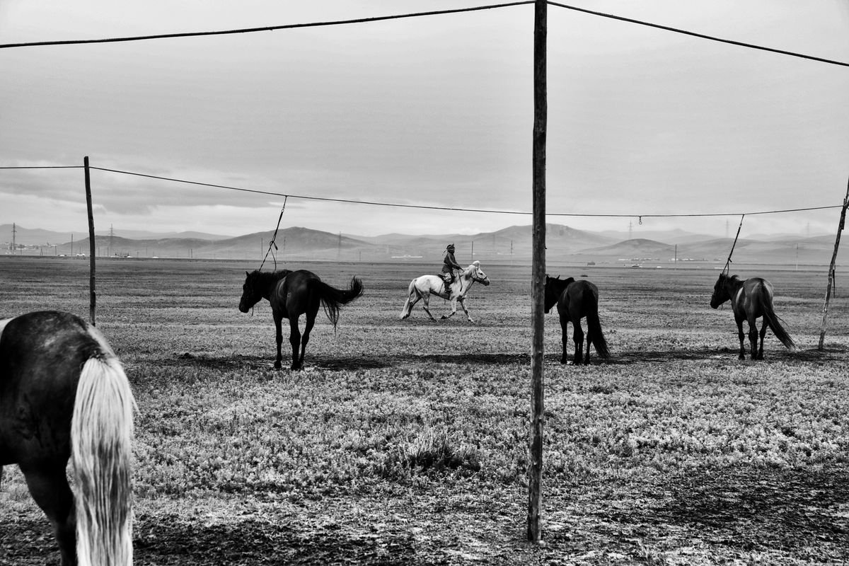 Horses by Ferhat Celik