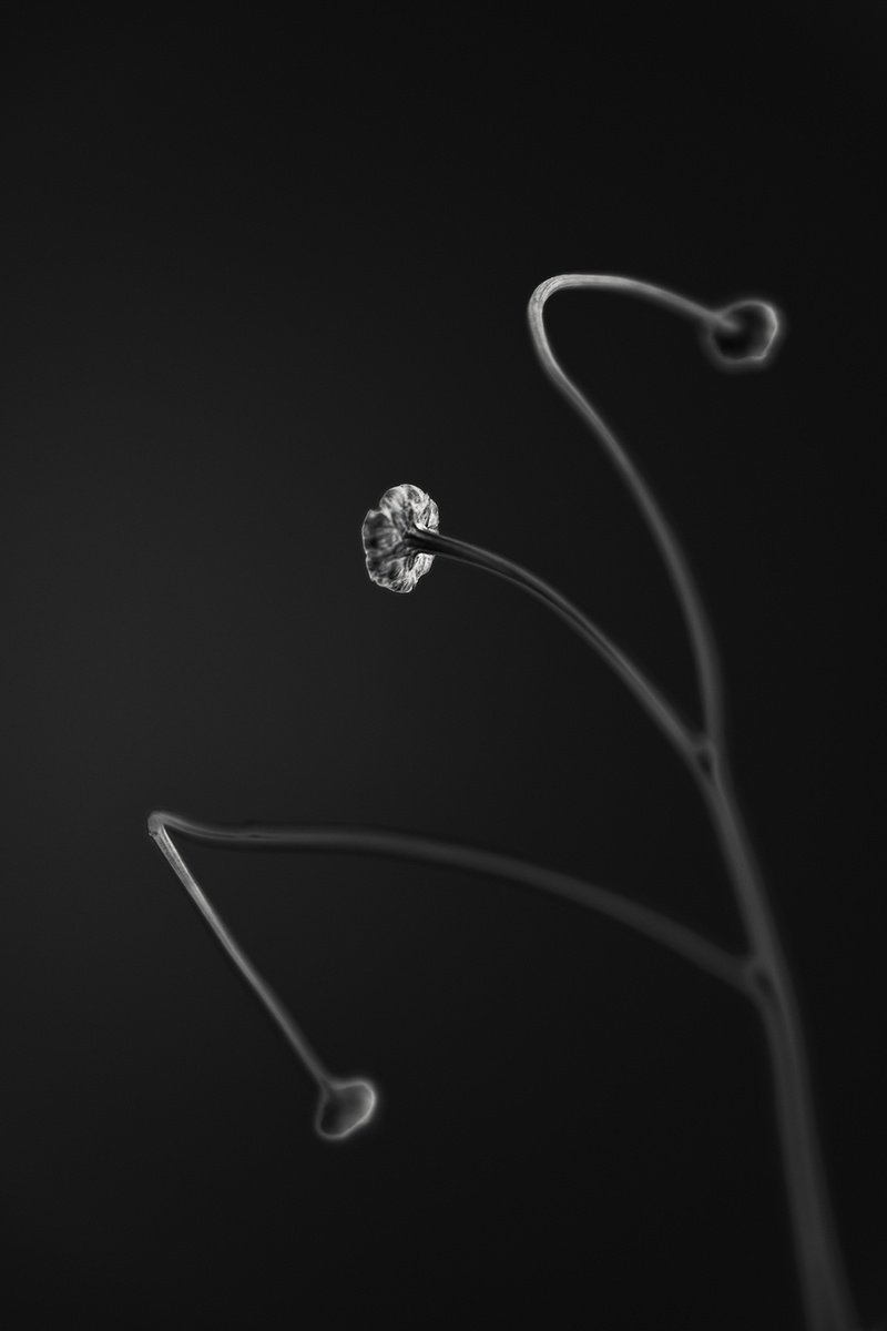 Botanical Photograph By Tal Paz-Fridman, 16 X 22", In Light Of Current Events Vii, Original Artwork