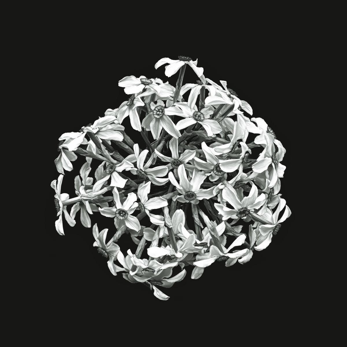 Photorealistic Photograph , Narcissus From Above By Paul Nash, 24 X 24, Artwork For Sale On Artfinder