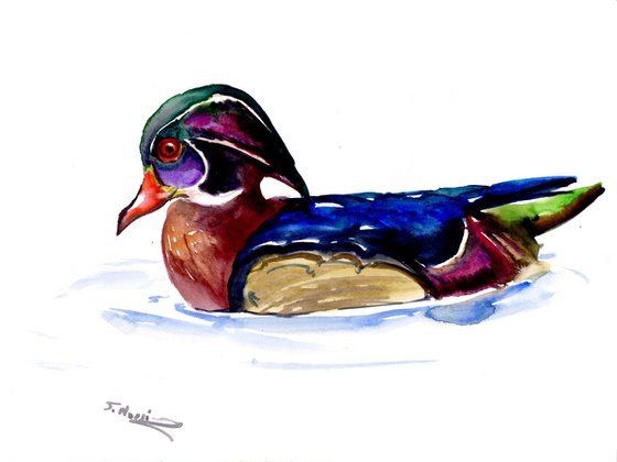 Wood Duck