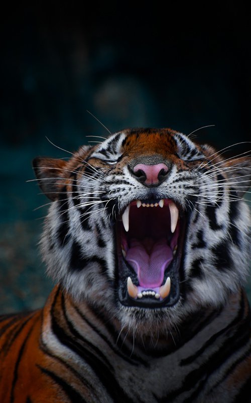 The Power of The Roar by MINDIA MIDELASHVILI