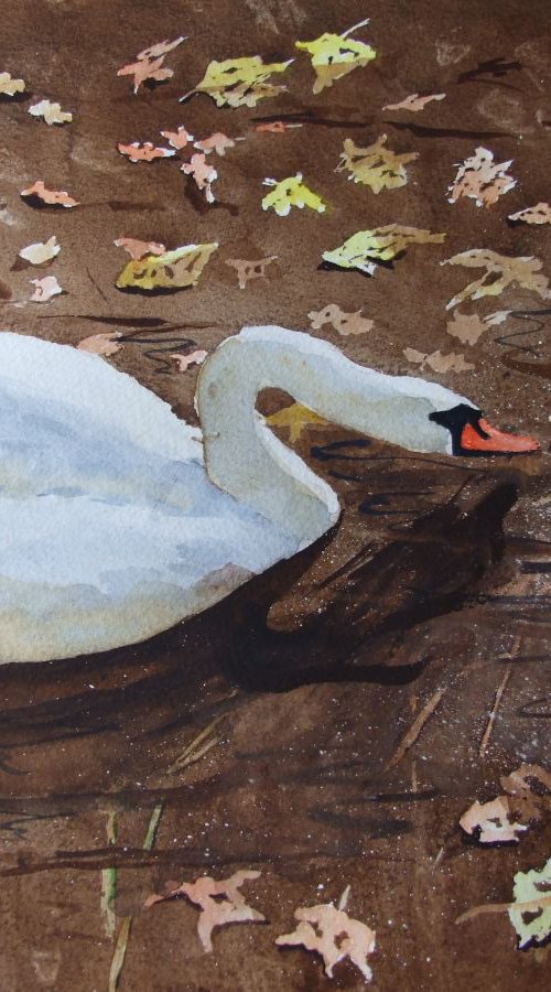 Autumn Swans by David Harmer