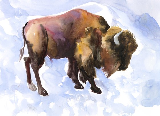 Bison