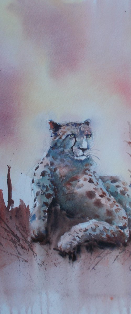 cheetah 5 by Giorgio Gosti