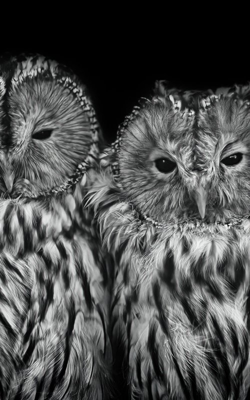 Loving Owls by Paul Nash