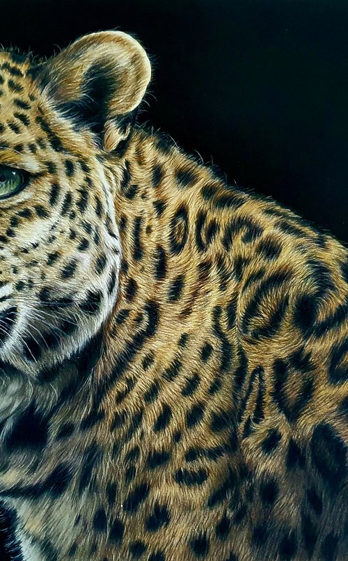 "Inquisitive" Leopard portrait by Silvia Frei