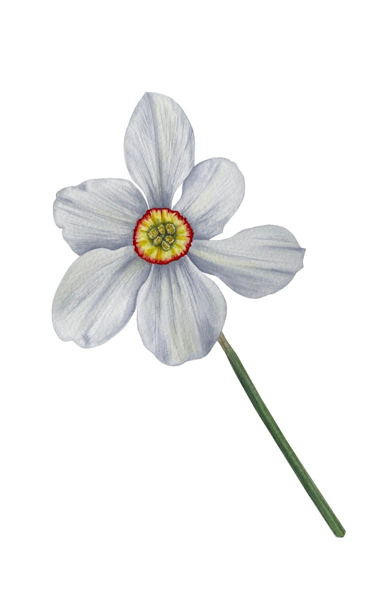 Daffodil flower by Tina Shyfruk
