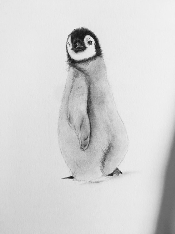 Penguin chick