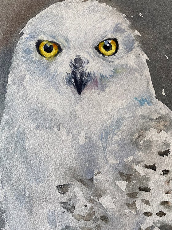 Snowy Owl_ Cotton