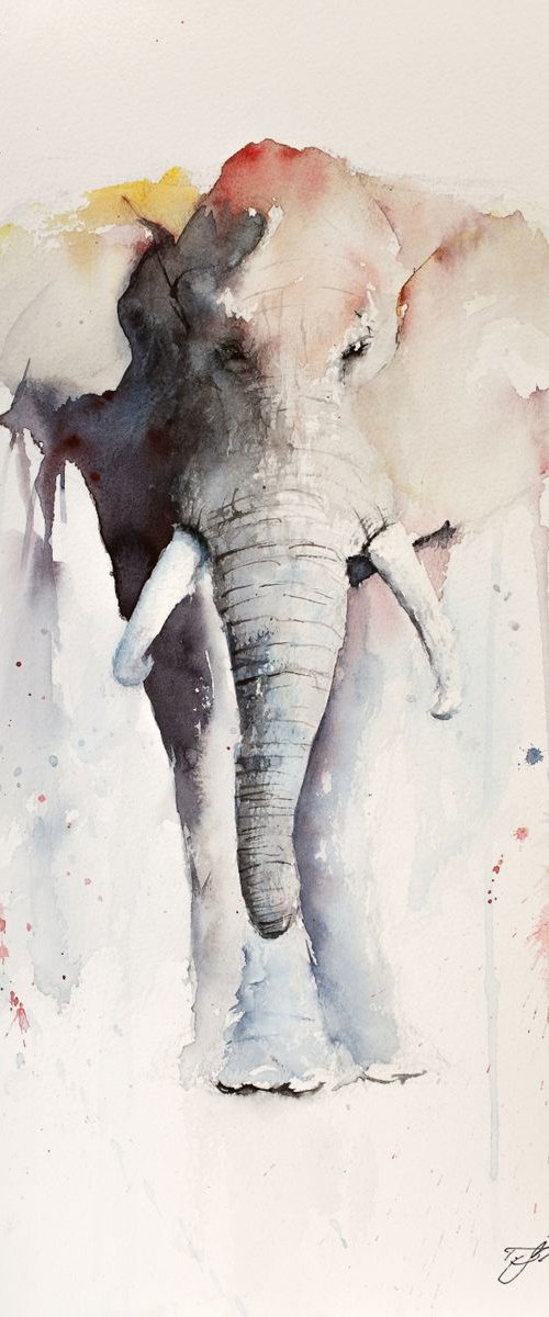 Keith`s Elephant by Tomasz Mikutel