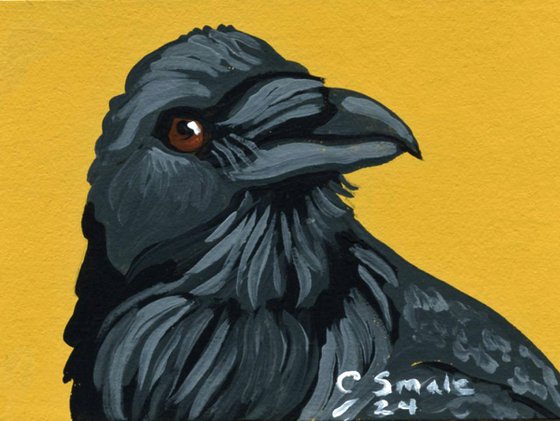 Crow Raven Bird