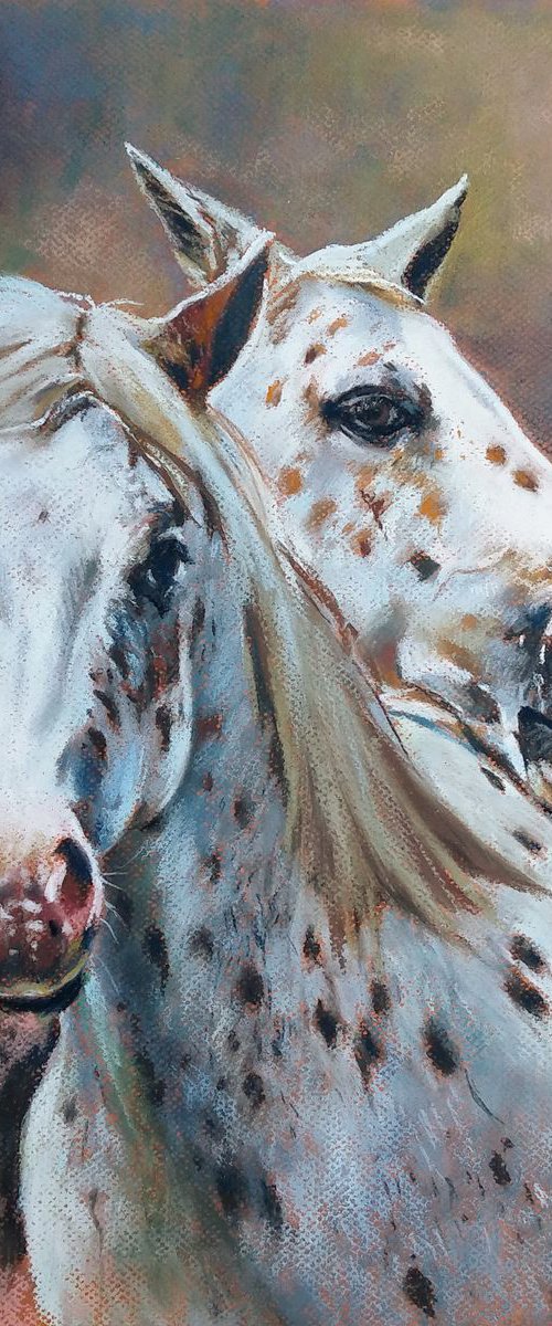 Portrait of Appaloosa by Magdalena Palega
