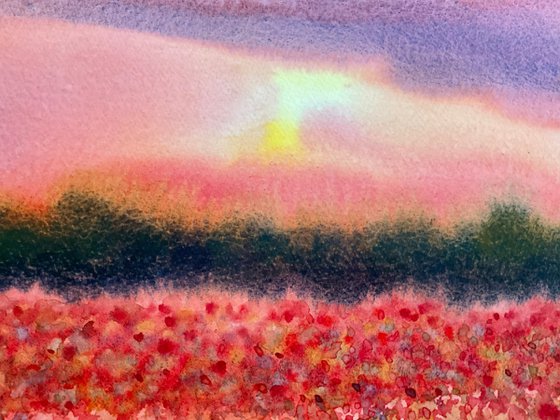 Sunset over poppies