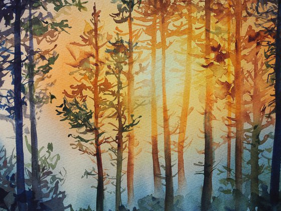 Sunset in the forest