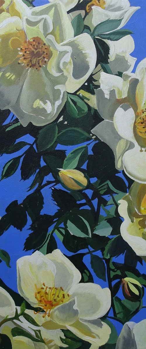 Roses At Rousham by Joseph Lynch