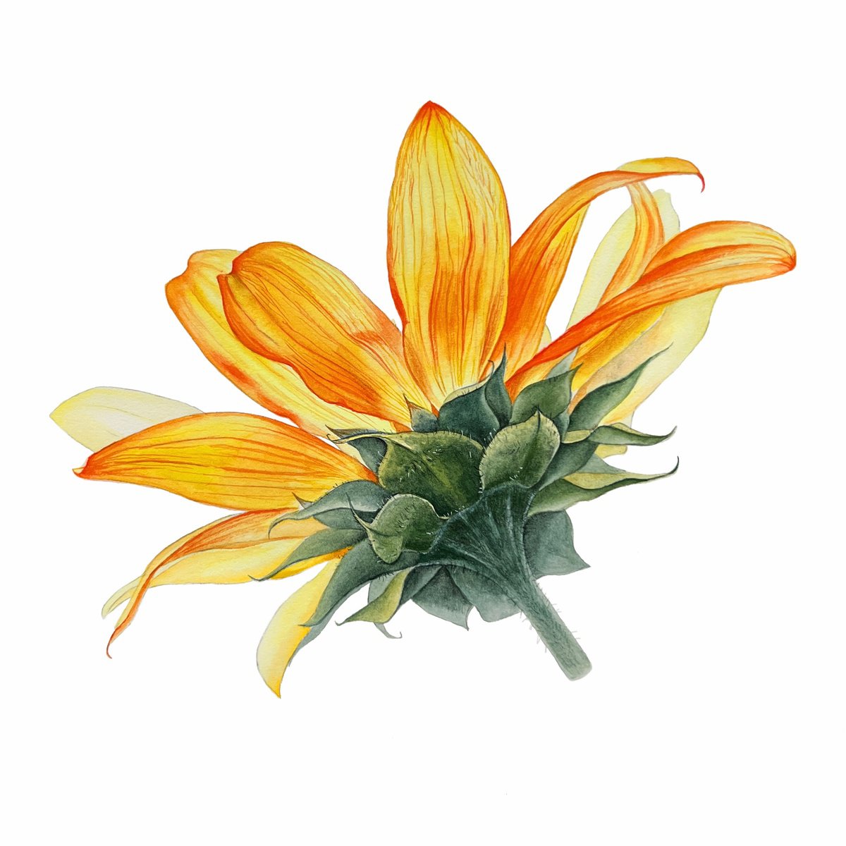 Sunflower. Original watercolor artwork. by Nataliia Kupchyk