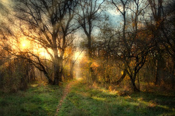 Autumn Calm V — Through the Light