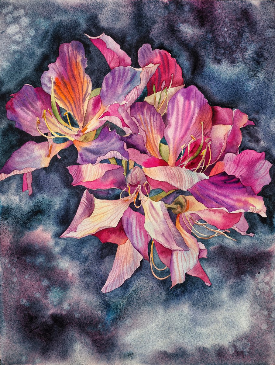 Orchid tree (bauhinia) - original watercolor purple flower on dark back by Delnara El