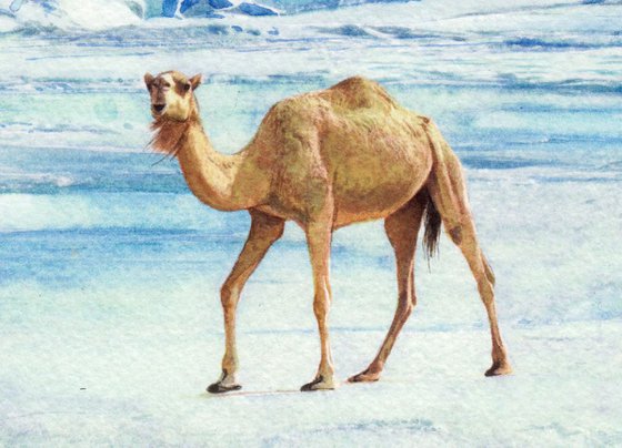 Camels in the Desert Sahara