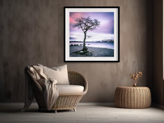 The Little Tree, Loch Lomond