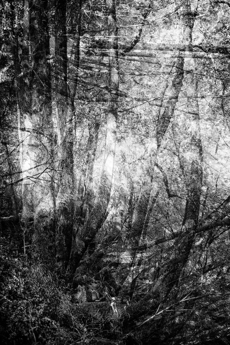 mystery trees by Christian Schwarz