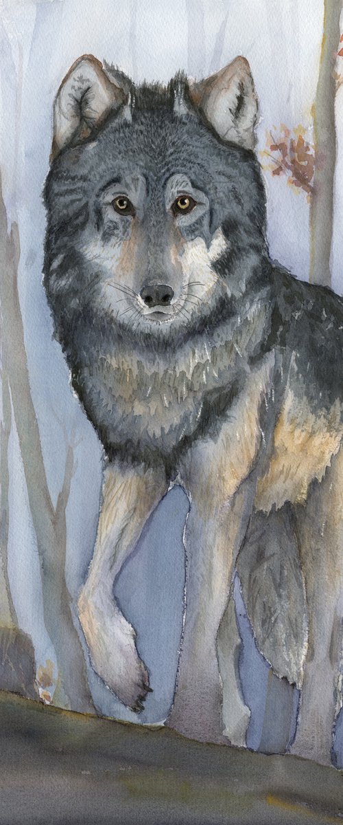 Woodland Encounter - Grey Wolf by Jason Edward Doucette