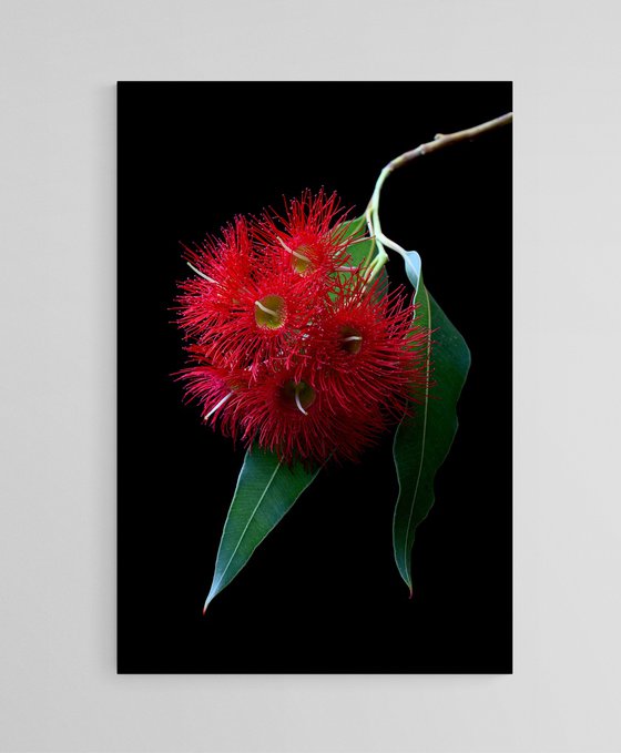 Red Corymbia Blossoms