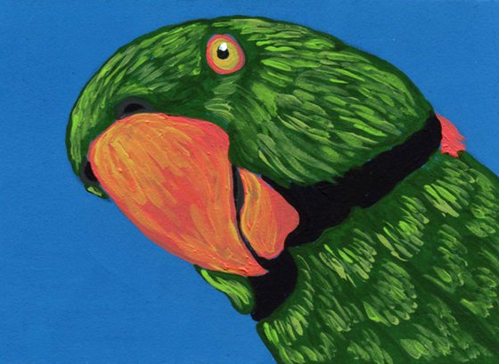 ACEO ATC Original Miniature Painting Indian Ringneck Parakeet Pet Bird Art-Carla Smale