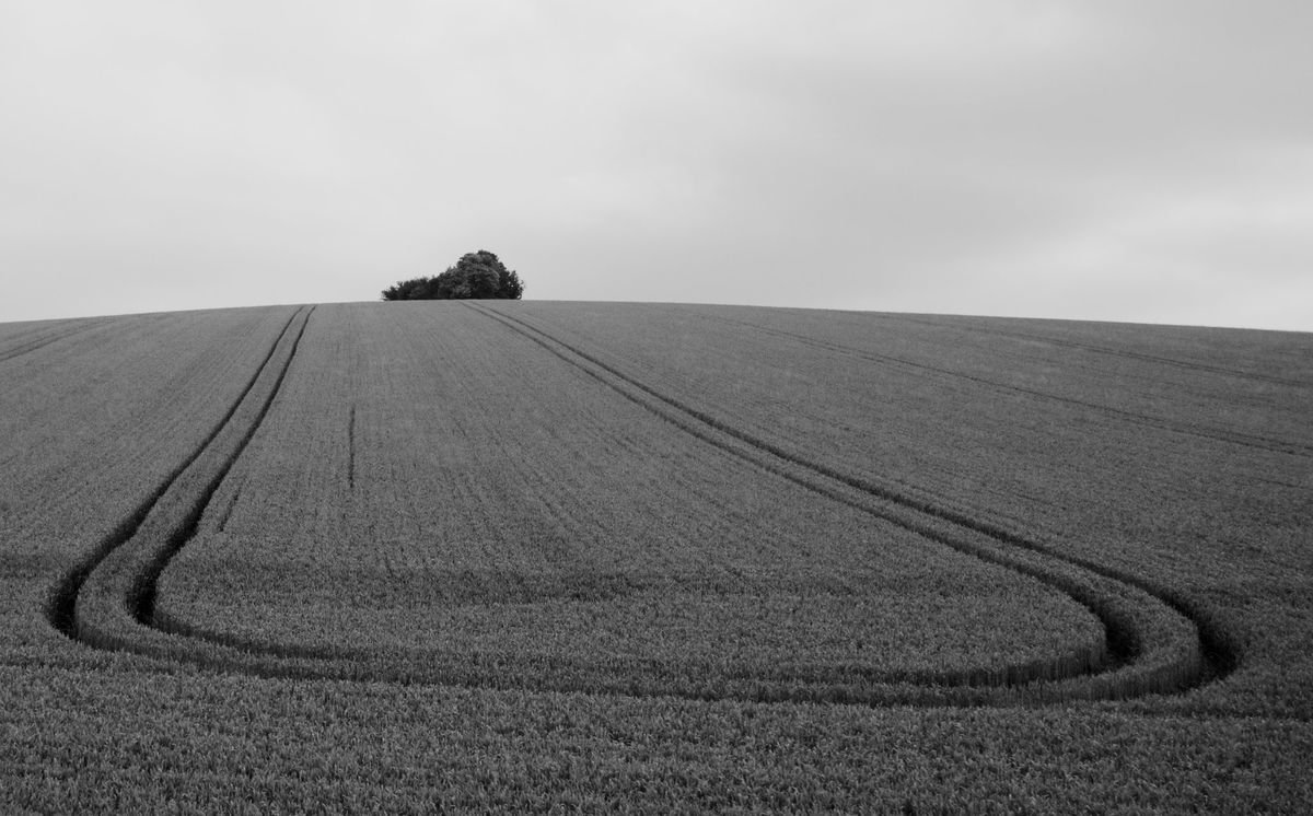 Corn field, Oxfordshire, England by Charles Brabin