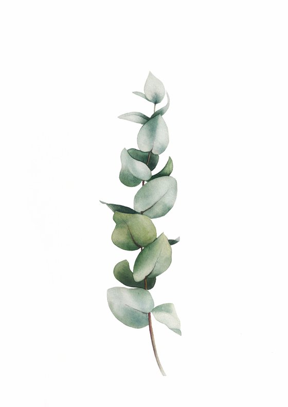 Eucalyptus branch.