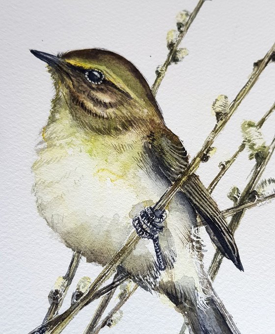 Common chiffchaff,  birds, wildlife watercolours