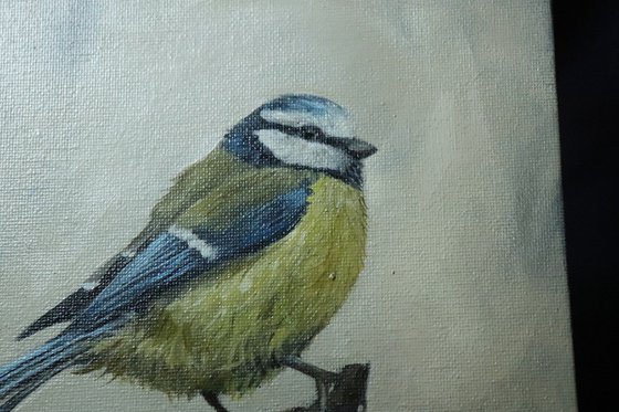 Lockdown's Morning Chorus Series - Blue Tit