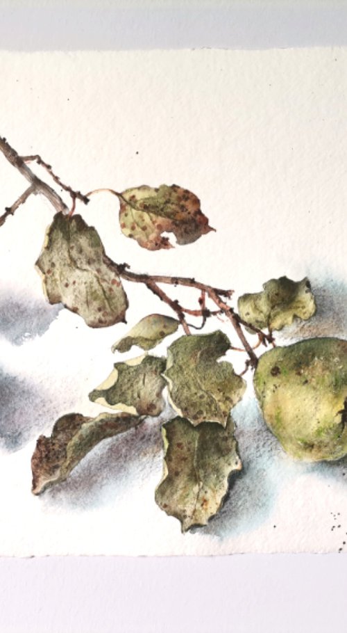 Branche de coing, 1 by Tatyana Tokareva