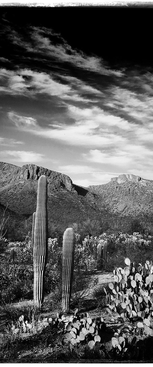 Saguaro, Early Morning Light by Heike Bohnstengel