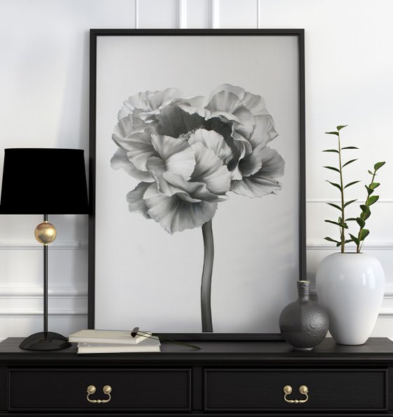 "Black and white peony 2" Black white flowers