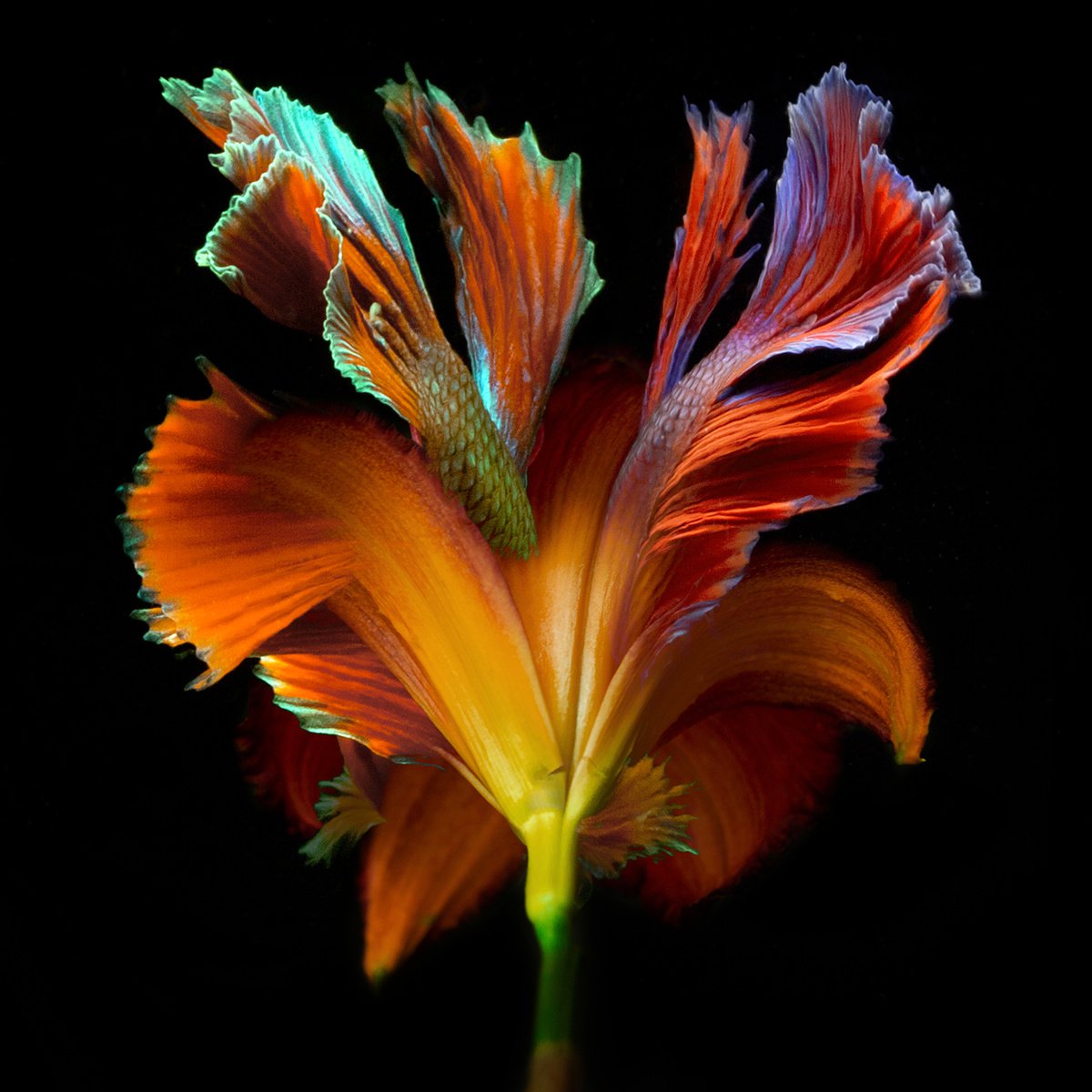Surrealistic Photograph , Kaleidoscope 16 By Michael Filonow, 32 X 32, Artwork For Sale On Artfinder