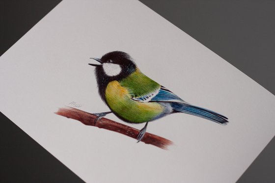 Birds Collection VII